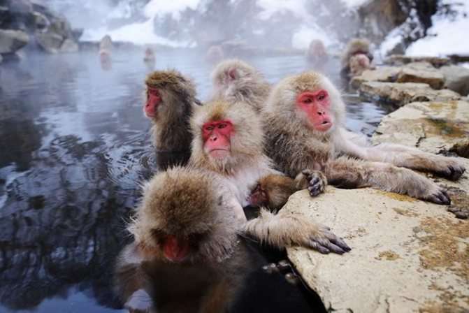 Джигокудани - парк снежных обезьян. Япония