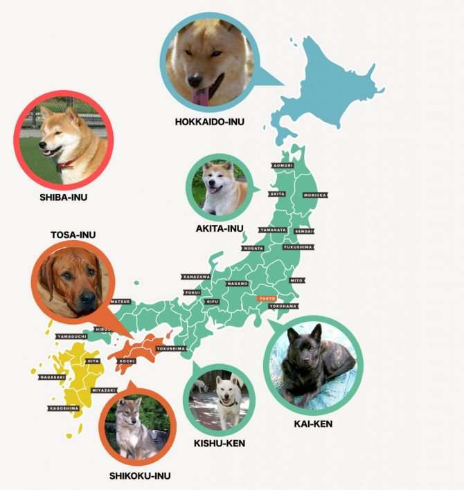 Карта японских пород собак
