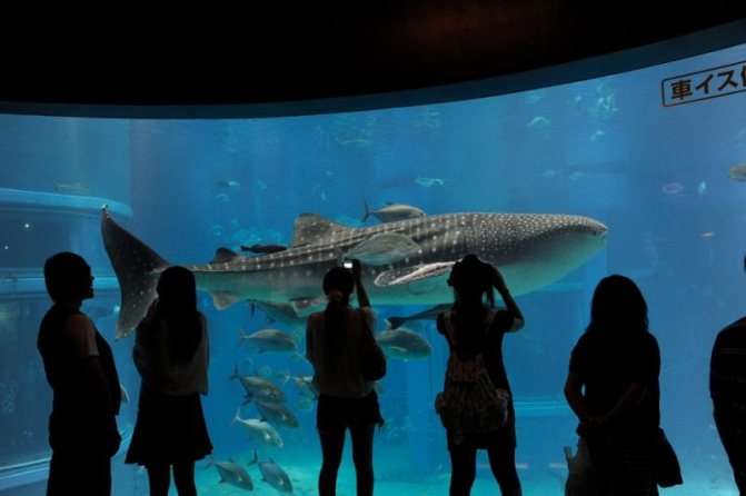 Китовая акула, океанариум Кайюкан