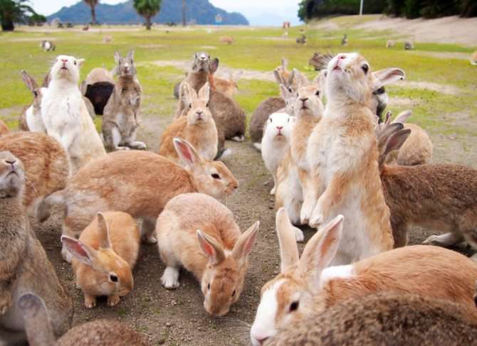 Кроликопокалипсис: Остров кроликов в Японии - Окуносима