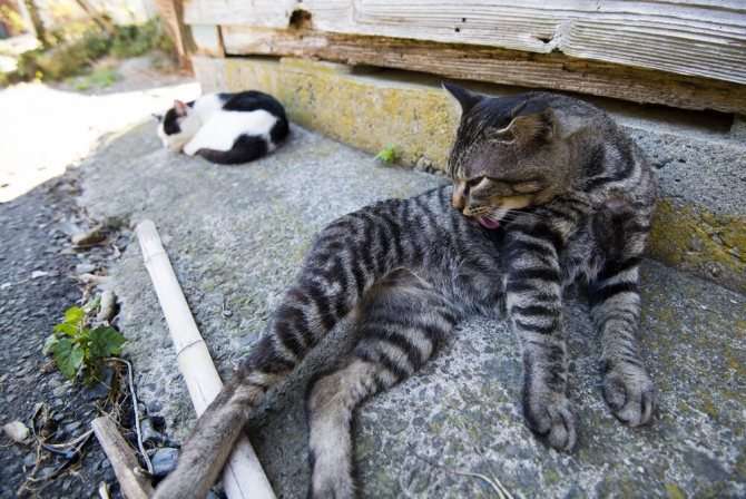 Остров, который захватили кошки - Фраджост, Япония