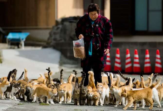 Остров, который захватили кошки - Фраджост, Япония