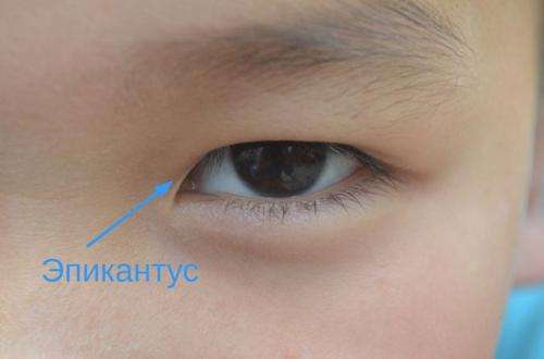Почему у корейцев глаза узкие. Почему у китайцев и японцев узкие глаза?
