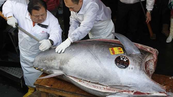 Рыба здесь больше, чем рыба: 269-килограммовый тунец на традиционном аукционе потянул на рекордные $735 тыс.