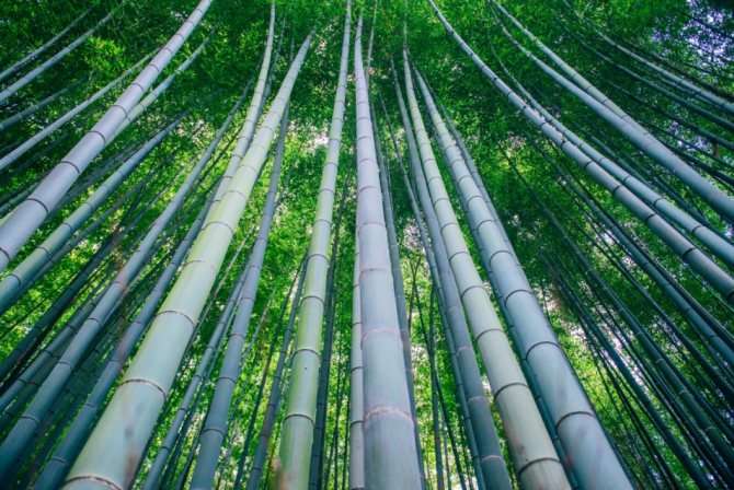 сагано, бамбуковый лес