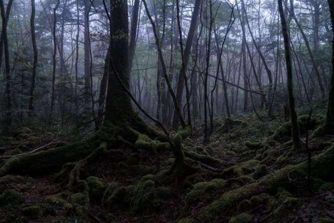 старый мрачный лес, лес самоубийц аокигахара