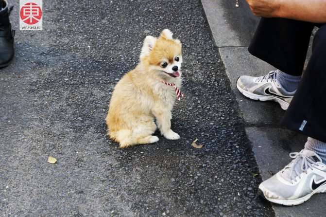 Типичная собачка для Японии. :)