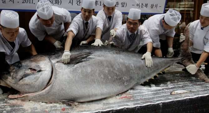 В Японии с аукциона продали самого крупного тунца в истории ...