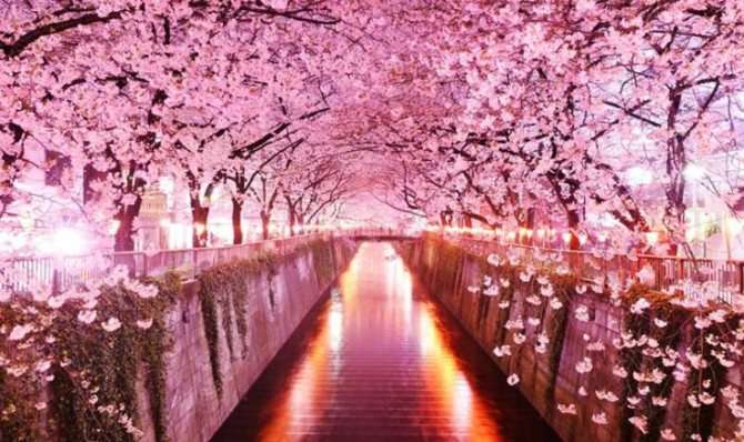 В Японию на Цветение Сакуры 2020 | Когда Цветет Сакура в Японии?