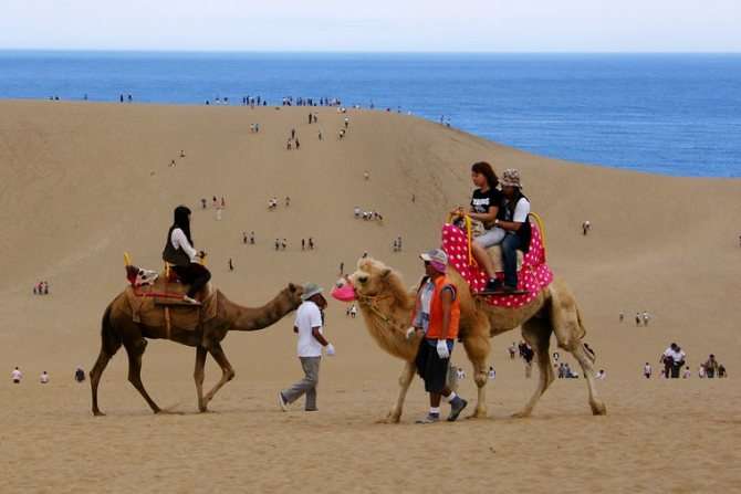 верблюды в японской пустыне