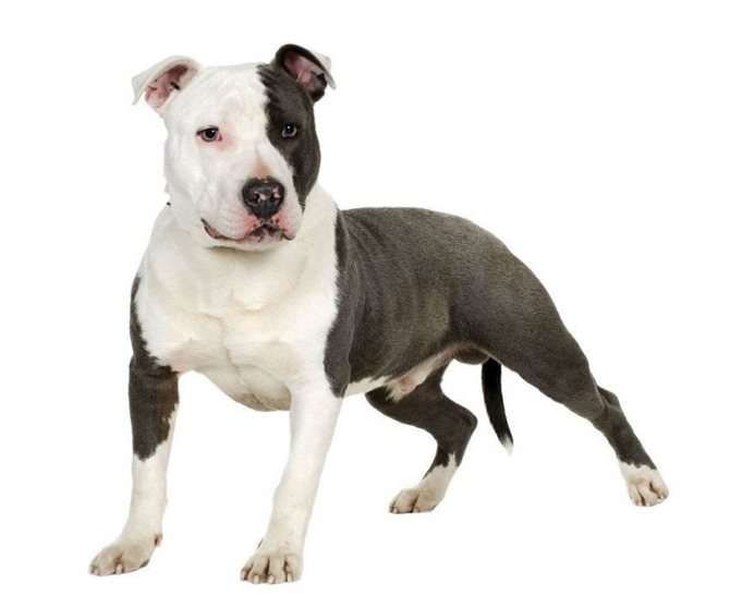 Всё о породе собак питбуль - фото Американского питбультерьера