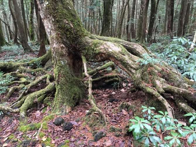 вывернутые корни деревьев, лес самоубийц аокигахара