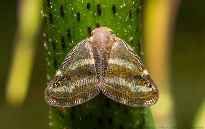 Японская цикадка-бабочка (лат. Ricania japonica)