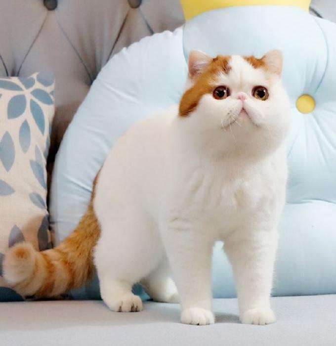 японский кот снупи