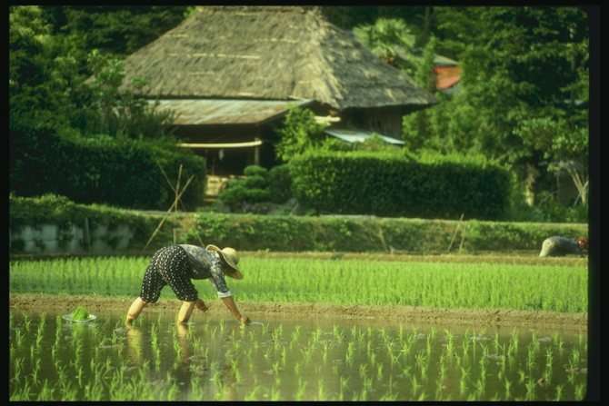 Японский рис проверят на радиоактивность